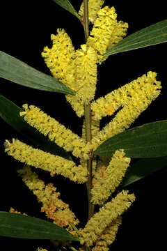 Imagem de Acacia longifolia (Andrews) Willd.