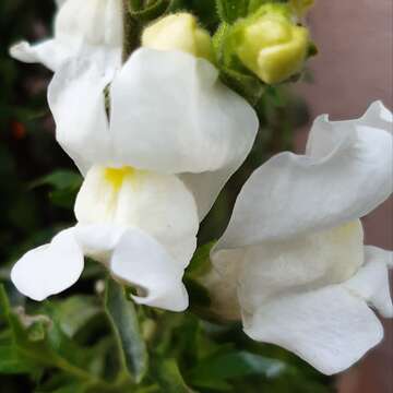 Plancia ëd Antirrhinum majus L.