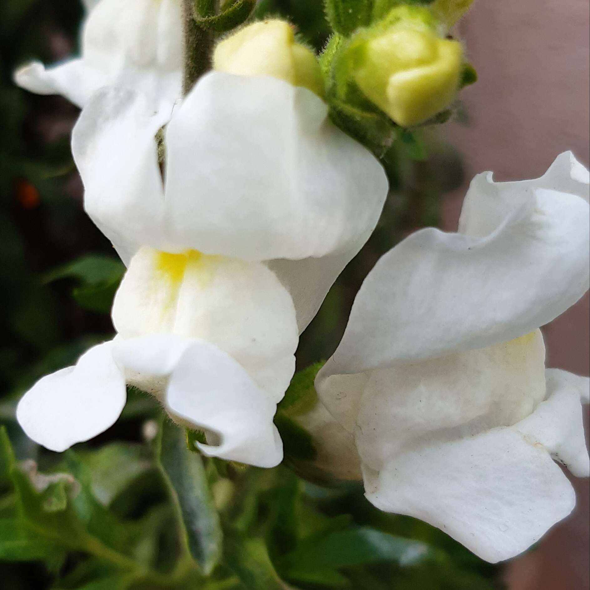 Image of garden snapdragon