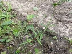 Image of Pygmy Smartweed