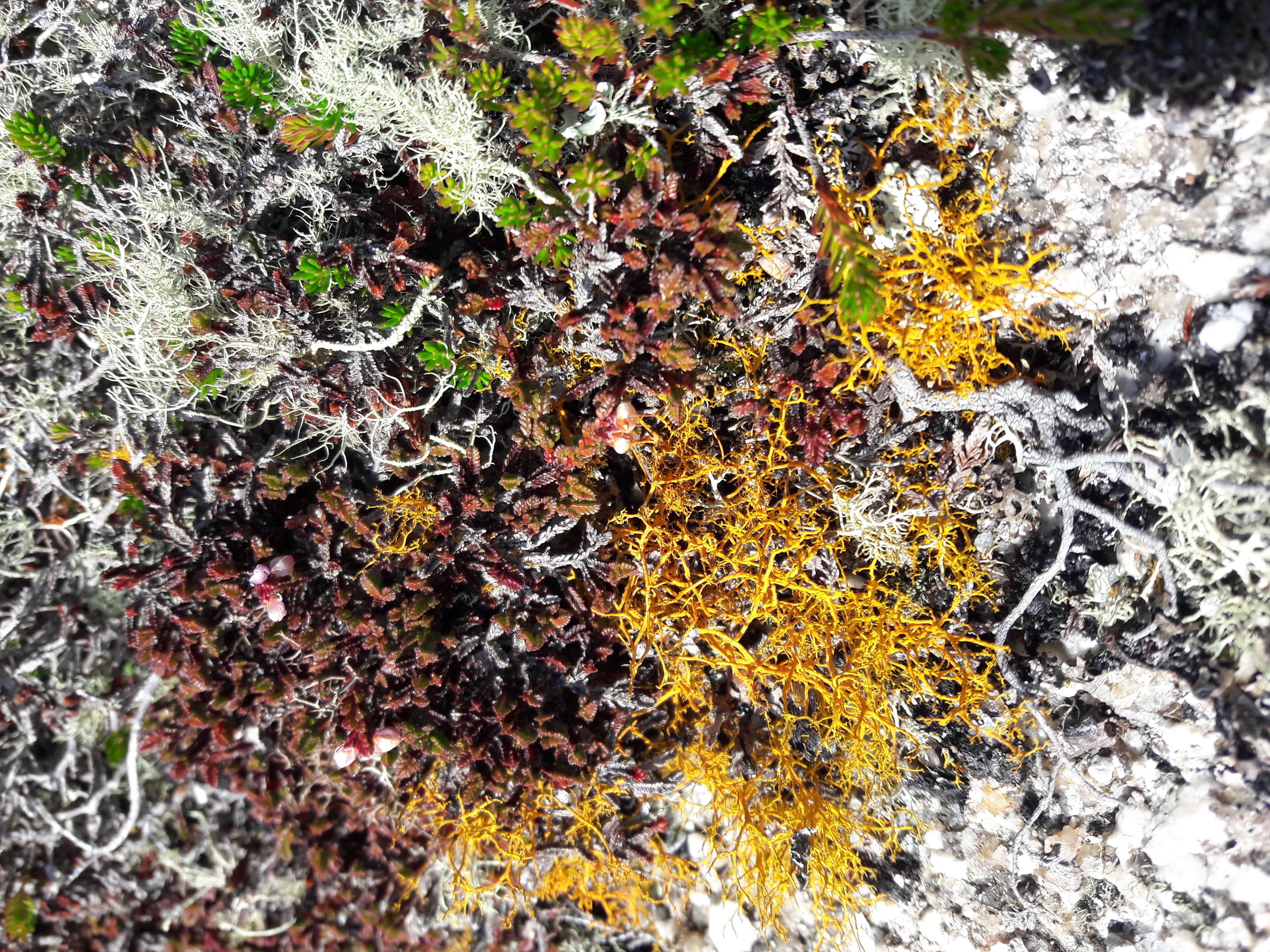 Image of teloschistes lichen