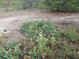 Image of Eastern Prickly Pear