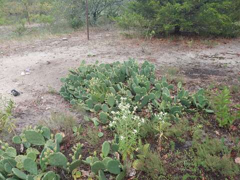 Image of Eastern Prickly Pear