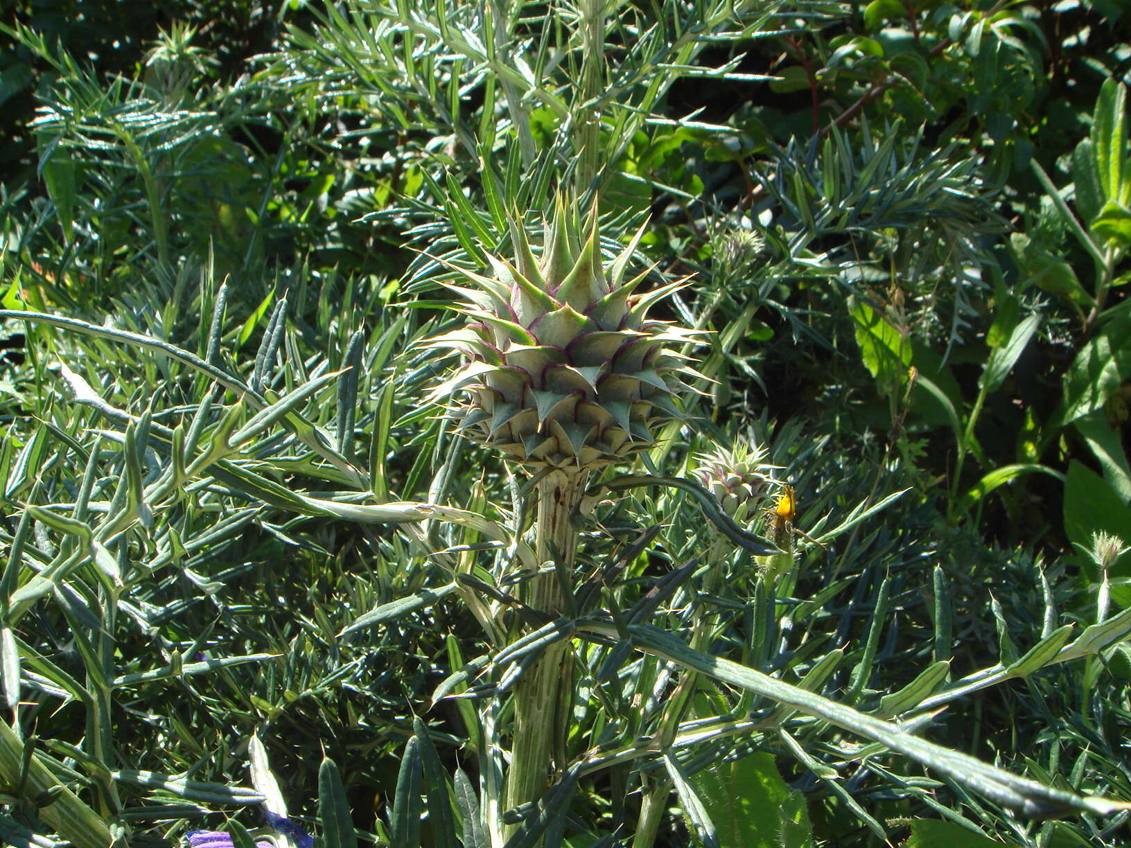 Image of Cynara humilis L.