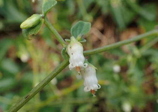 Image of lily of the valley vine