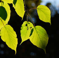 Image of Père David's maple