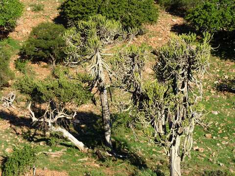 Imagem de Euphorbia grandidens Haw.