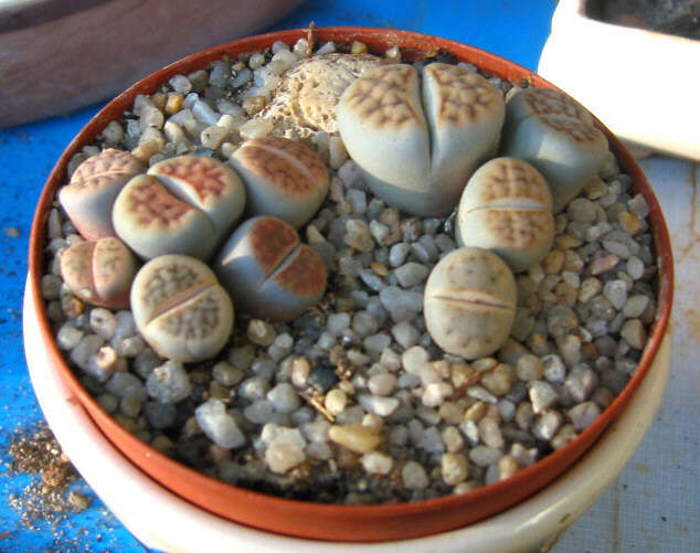 Image of Lithops marmorata (N. E. Br.) N. E. Br.