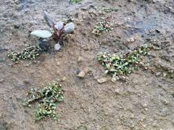 Image of eight-stamened waterwort