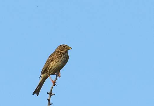 Image of Corn Bunting