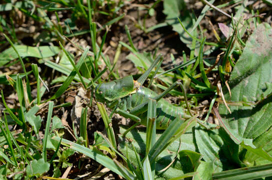 Image of large saw-tailed bush-cricket