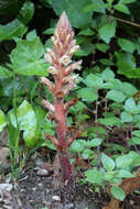 Image of clover broomrape