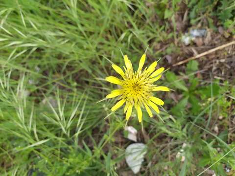 Image of yellow salsify