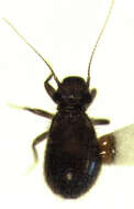 Image of Lepinotus inquilinus Heyden 1850