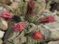 Image of Arizona thistle