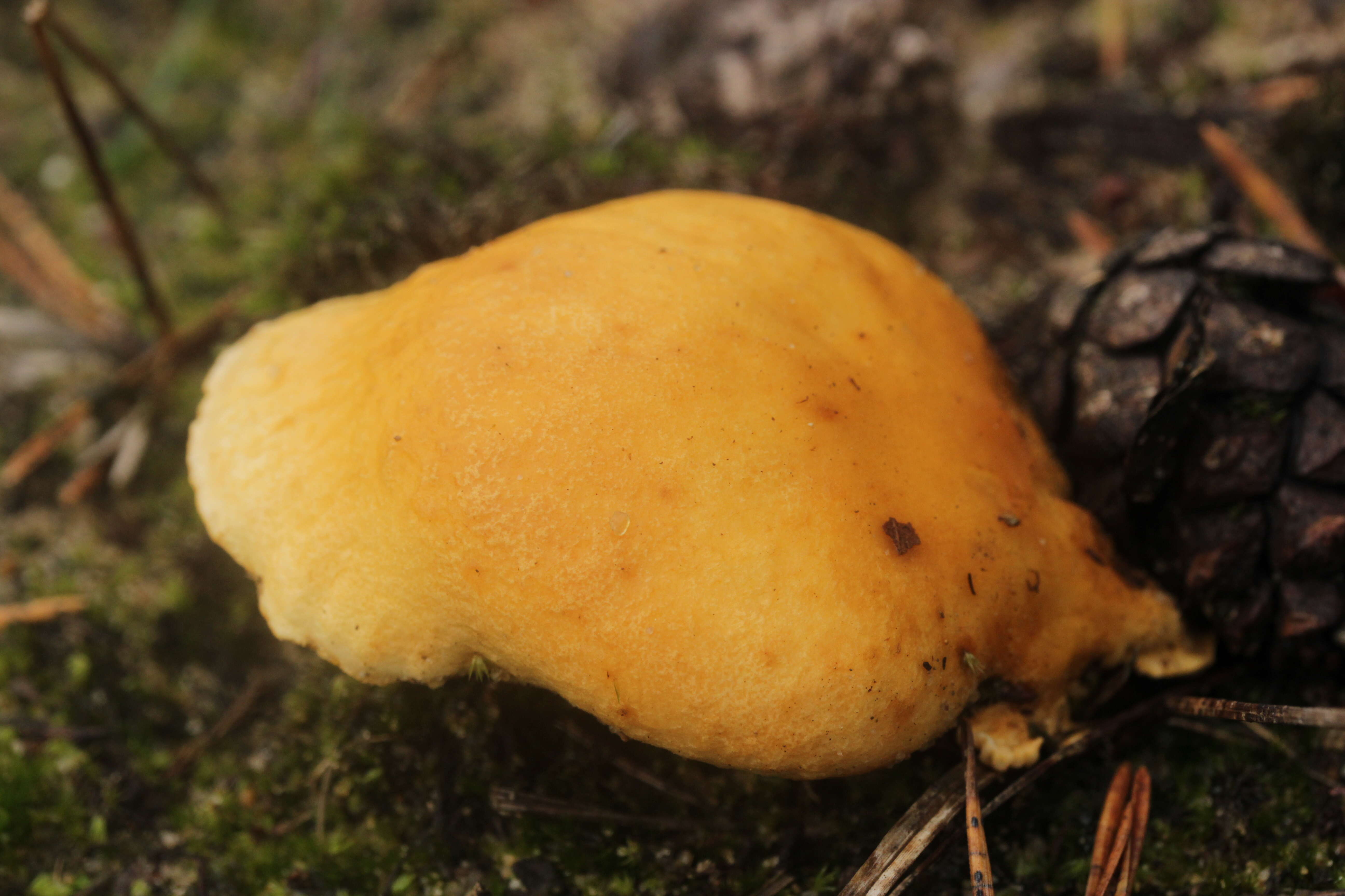 Imagem de Hygrophoropsis aurantiaca (Wulfen) Maire 1921