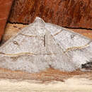 Image of Digrammia neptaria