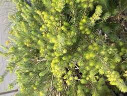 Image of Melaleuca trichophylla Lindl.