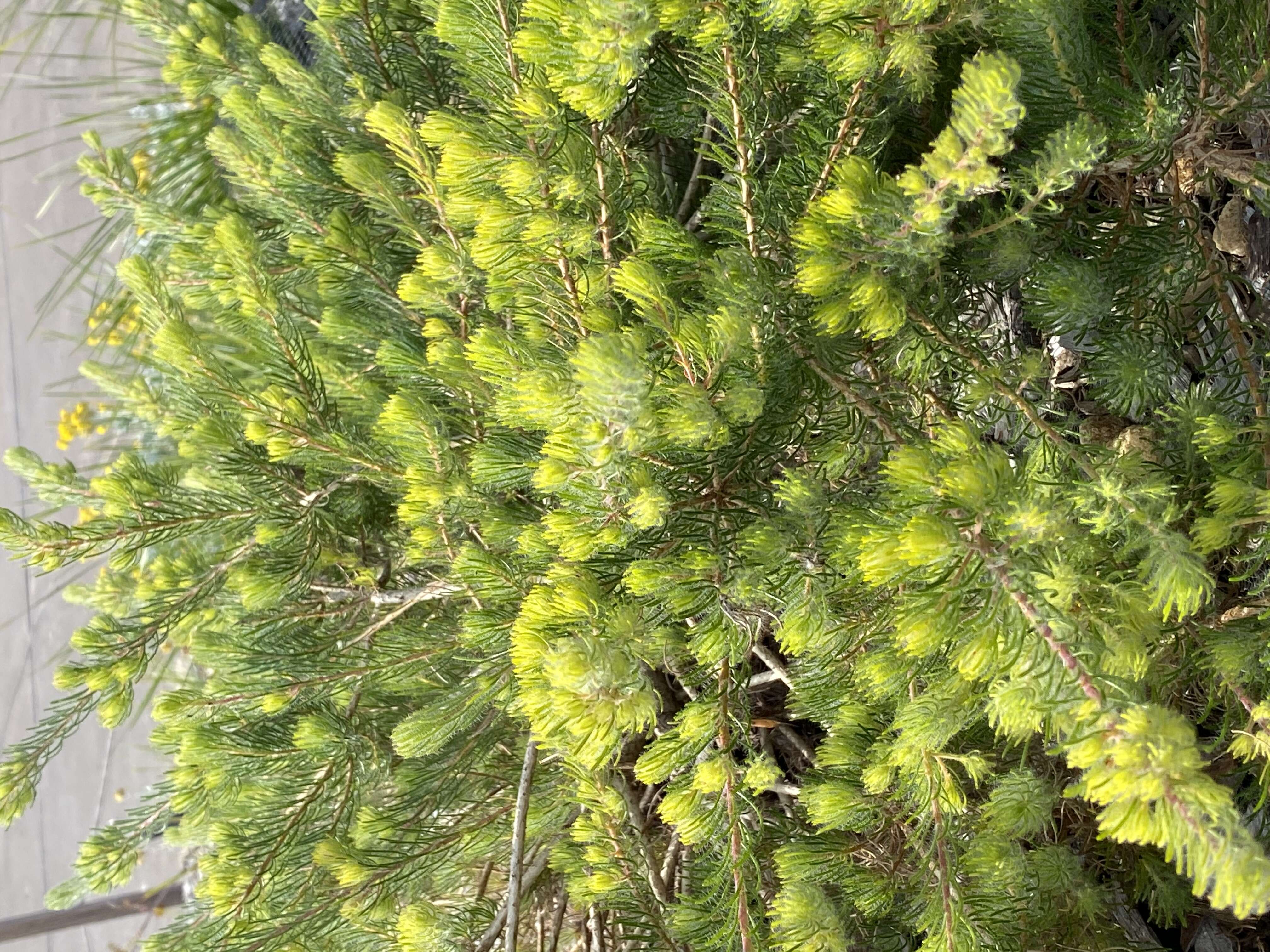 Image of Melaleuca trichophylla Lindl.