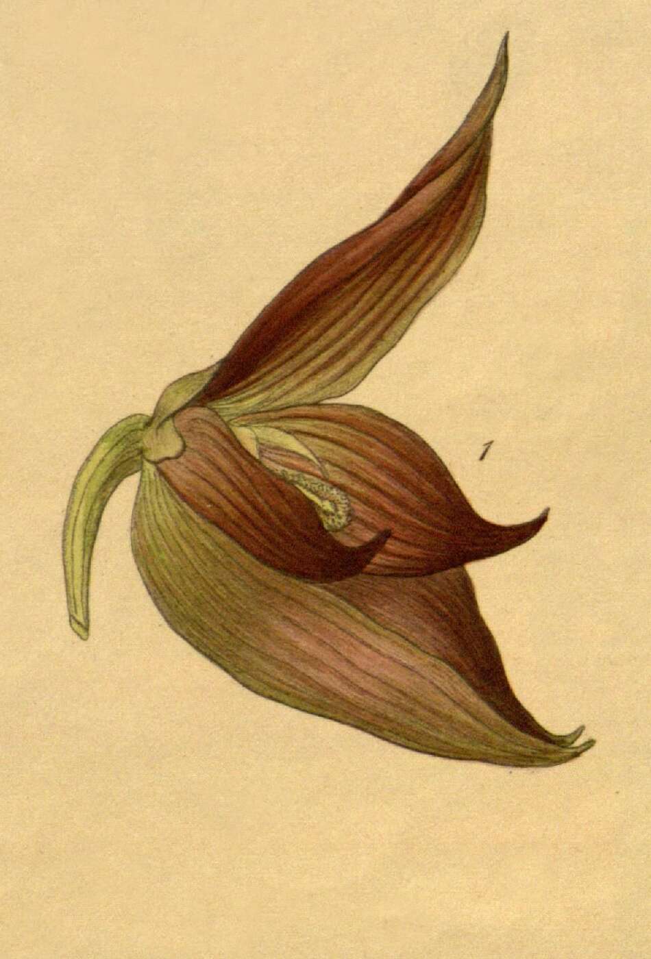 Image of Bulbophyllum mandibulare Rchb. fil.