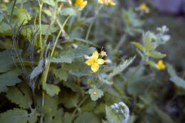 Image of celandine