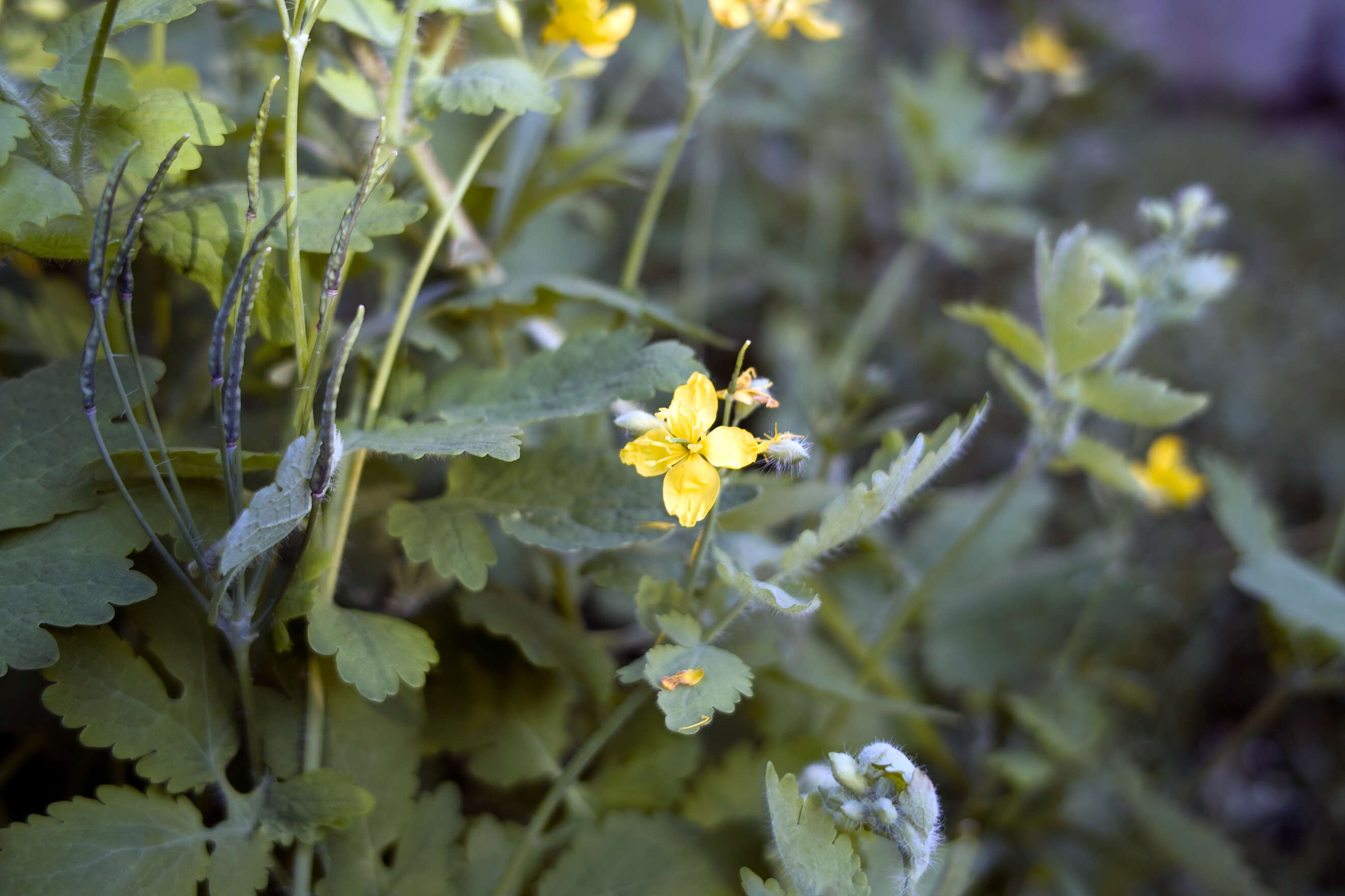 Image of celandine