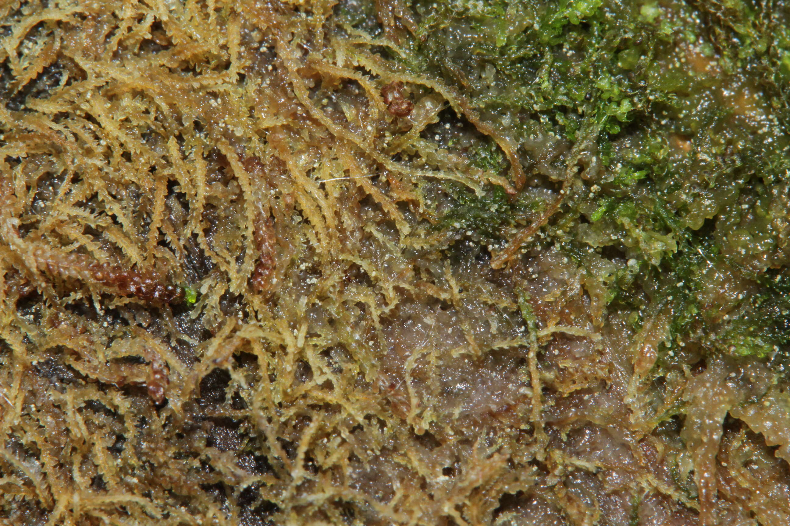 Image of Fuscocephaloziopsis catenulata (Huebener) Vána & L. Söderstr.