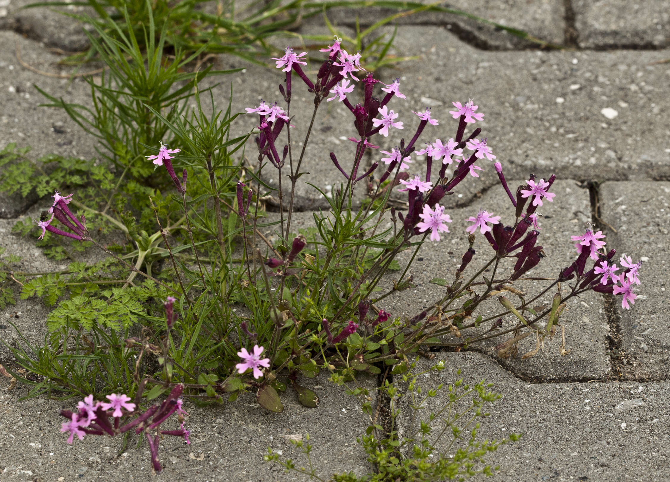 Silene aegyptiaca (L.) L. fil.的圖片