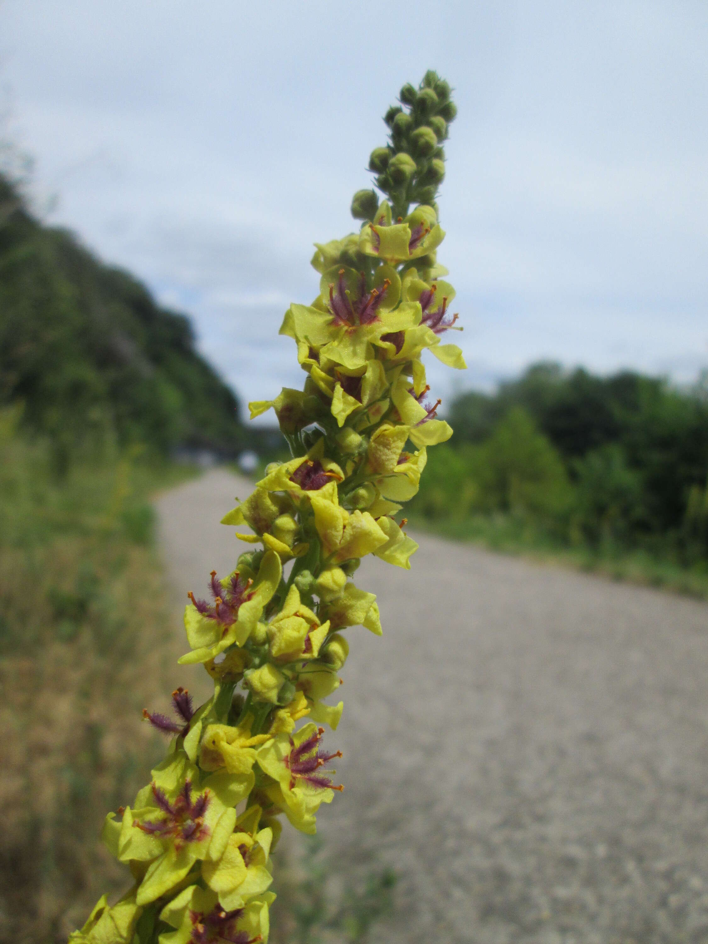 Verbascum nigrum L. resmi