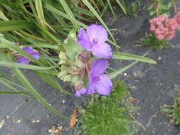 Image of longbract spiderwort