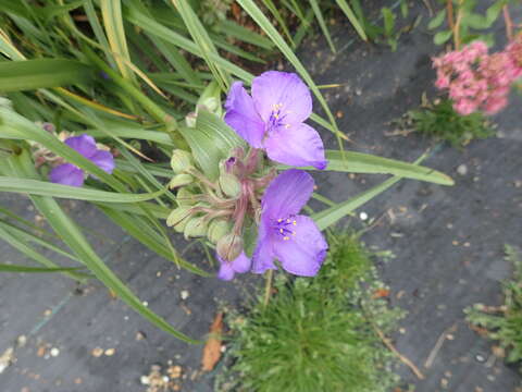 Image of longbract spiderwort