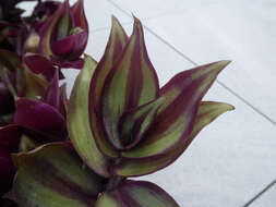 Imagem de Tradescantia zebrina Bosse