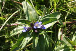 Image of Cross gentian