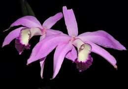 Plancia ëd Cattleya perrinii Lindl.