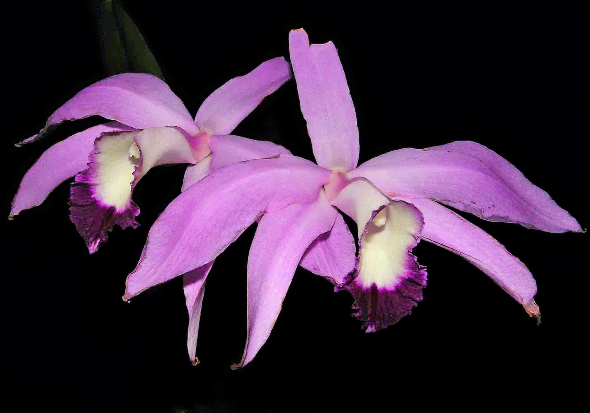 Plancia ëd Cattleya perrinii Lindl.