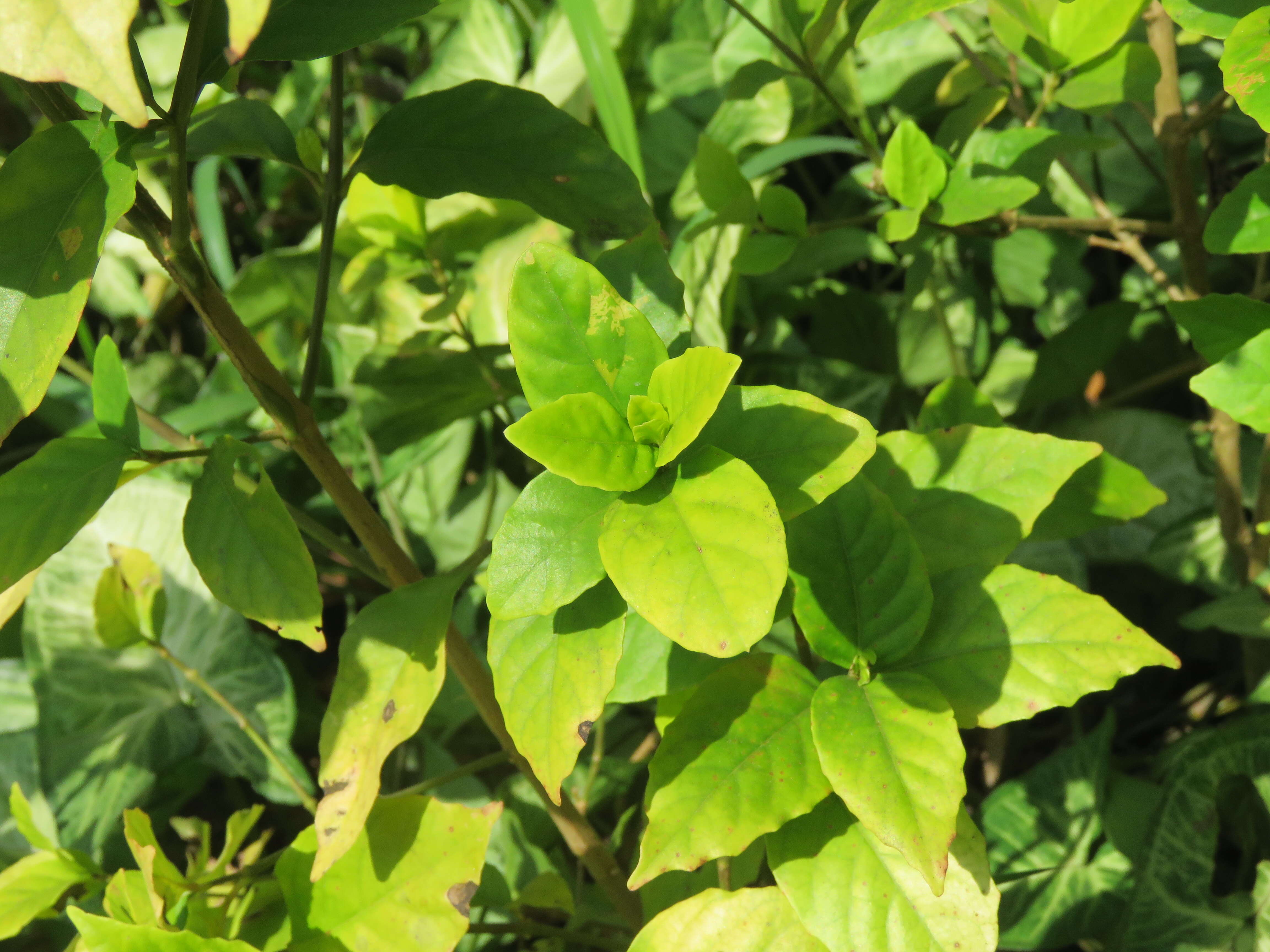 Pseuderanthemum maculatum (Lodd.) I. M. Turner resmi