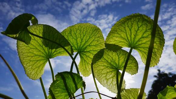 Слика од Centella asiatica (L.) Urb.