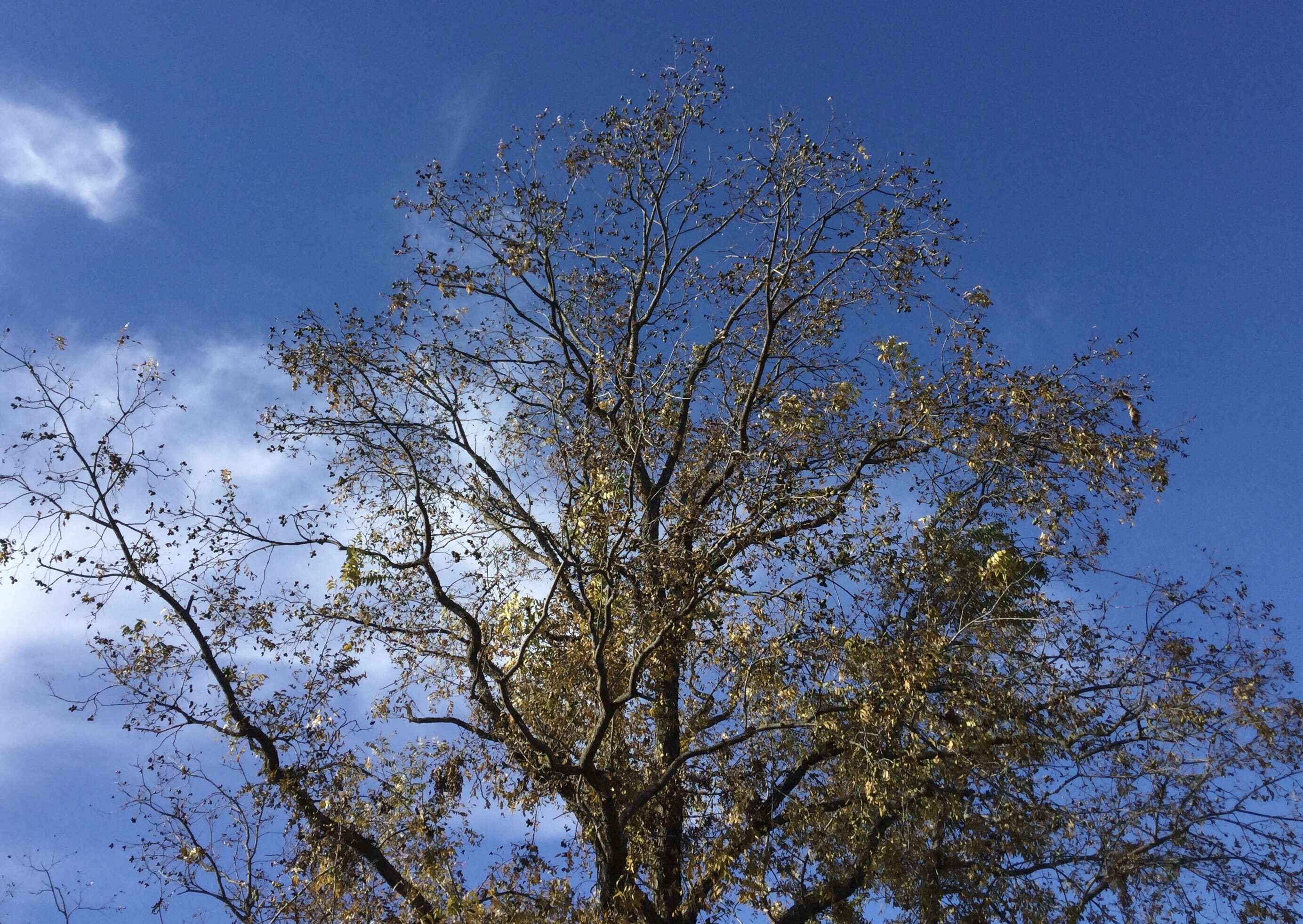 Image of Carya illinoinensis