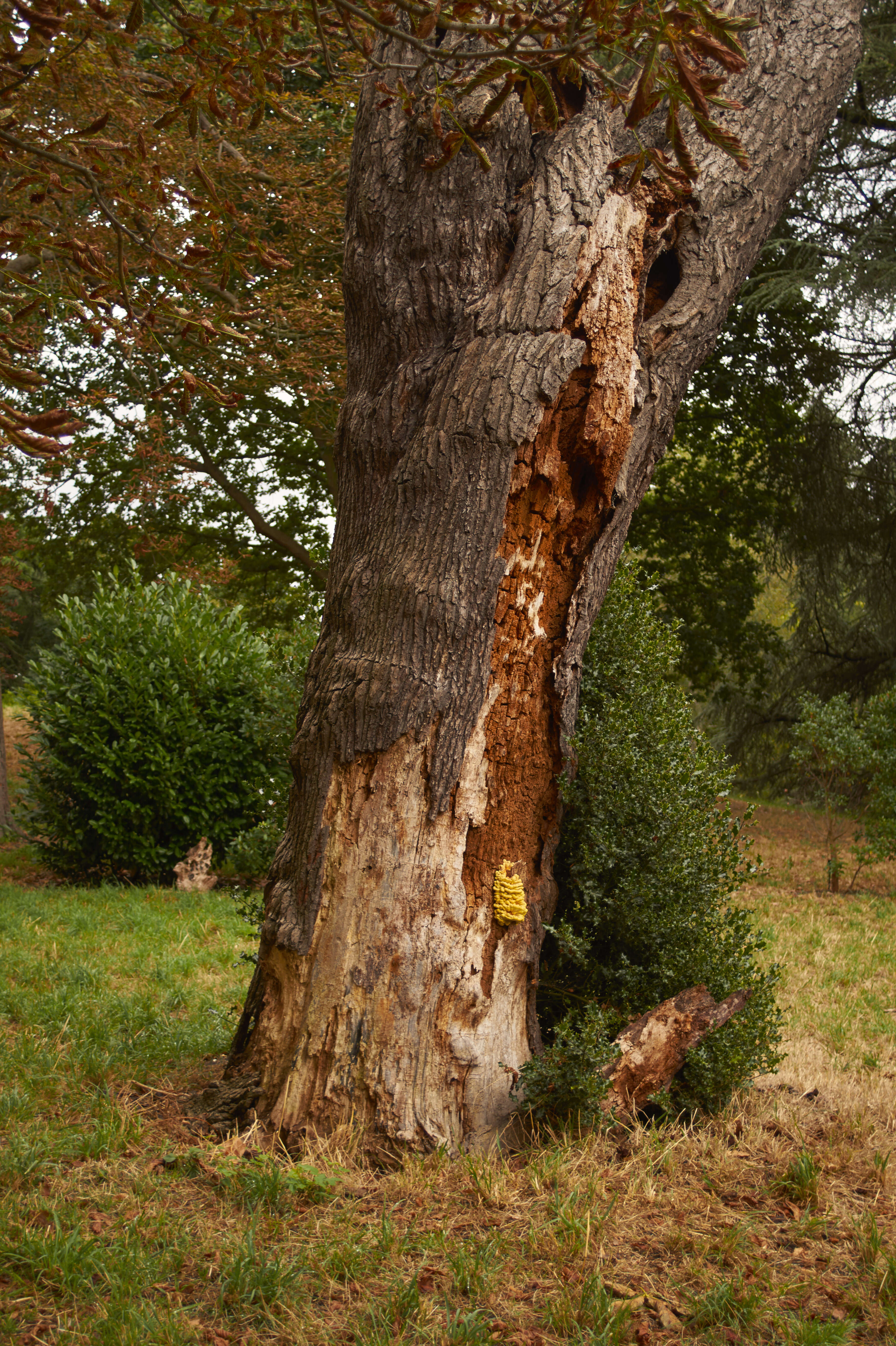 Image of Bracket Fungus