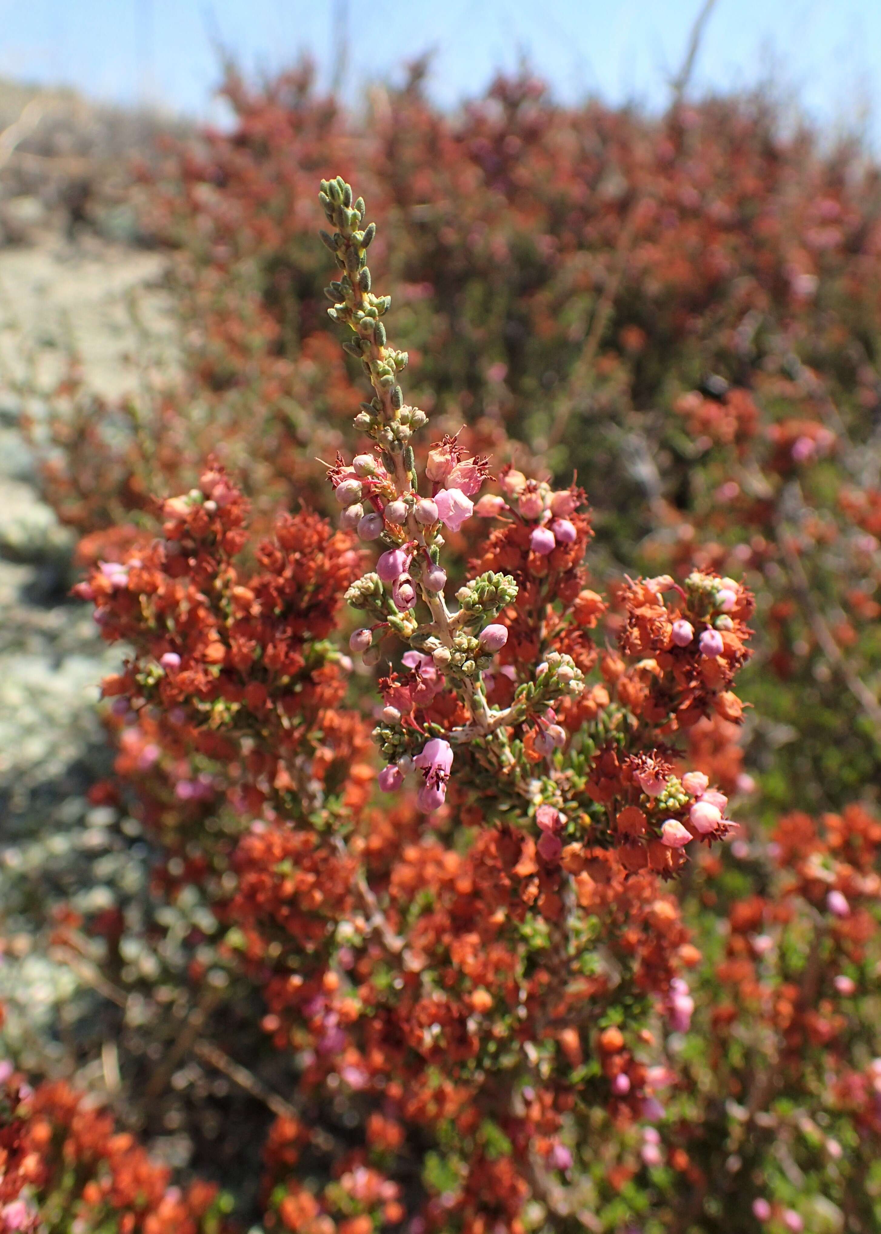 Image of heather