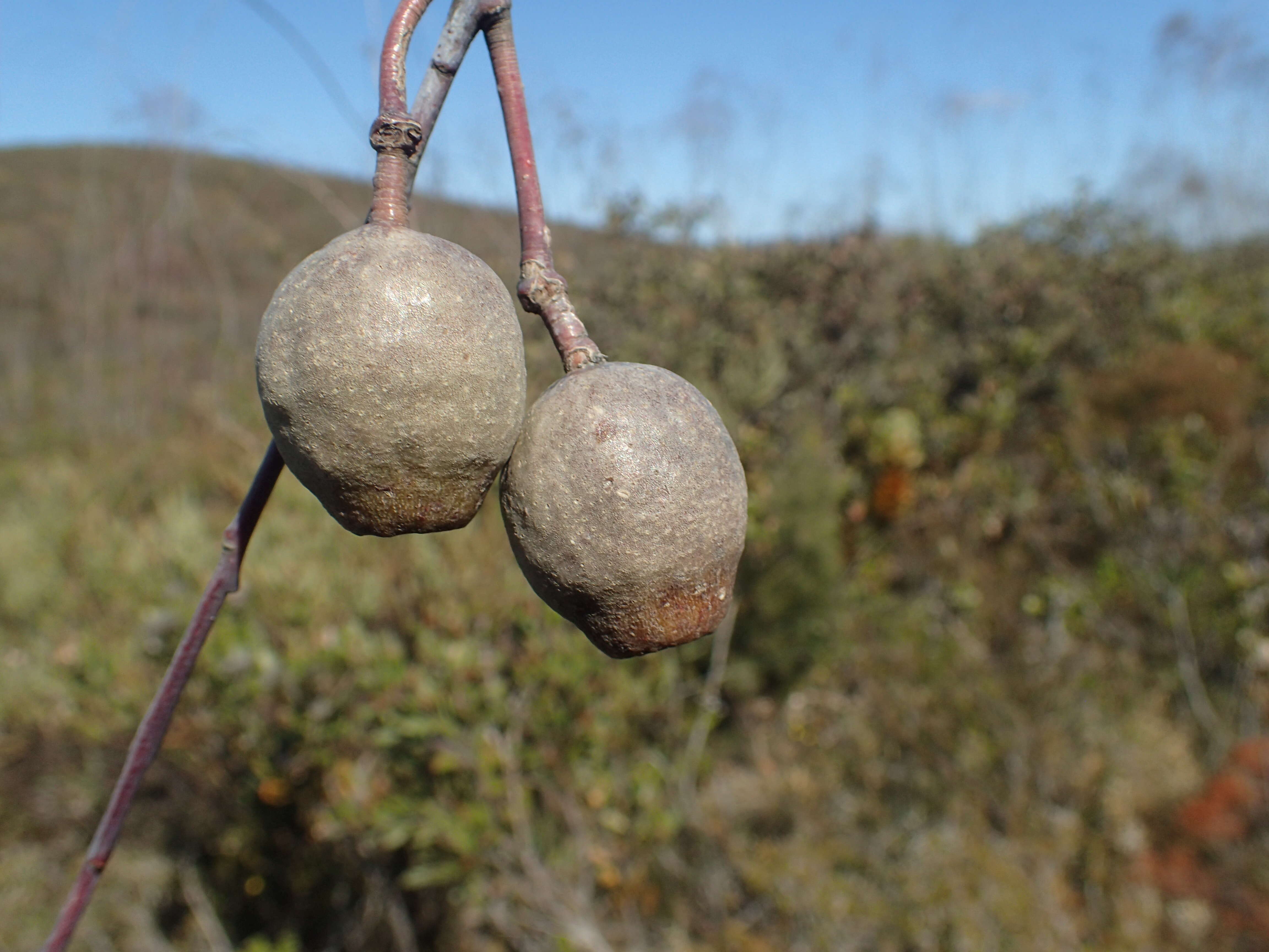 Слика од Eucalyptus sepulcralis F. Müll.