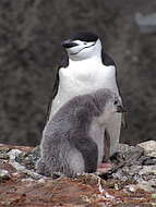 Image of Chinstrap Penguin