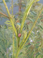 Image of Six-spotted Zigzag Ladybird