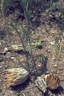 صورة Banksia bipinnatifida (R. Br.) A. R. Mast & K. R. Thiele