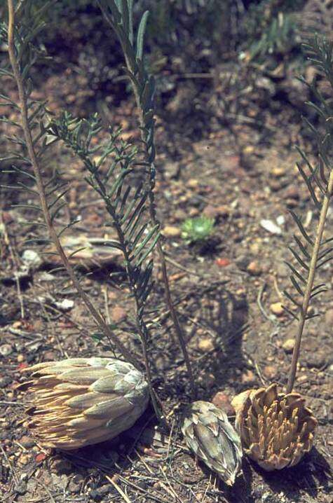 Image of Banksia bipinnatifida (R. Br.) A. R. Mast & K. R. Thiele