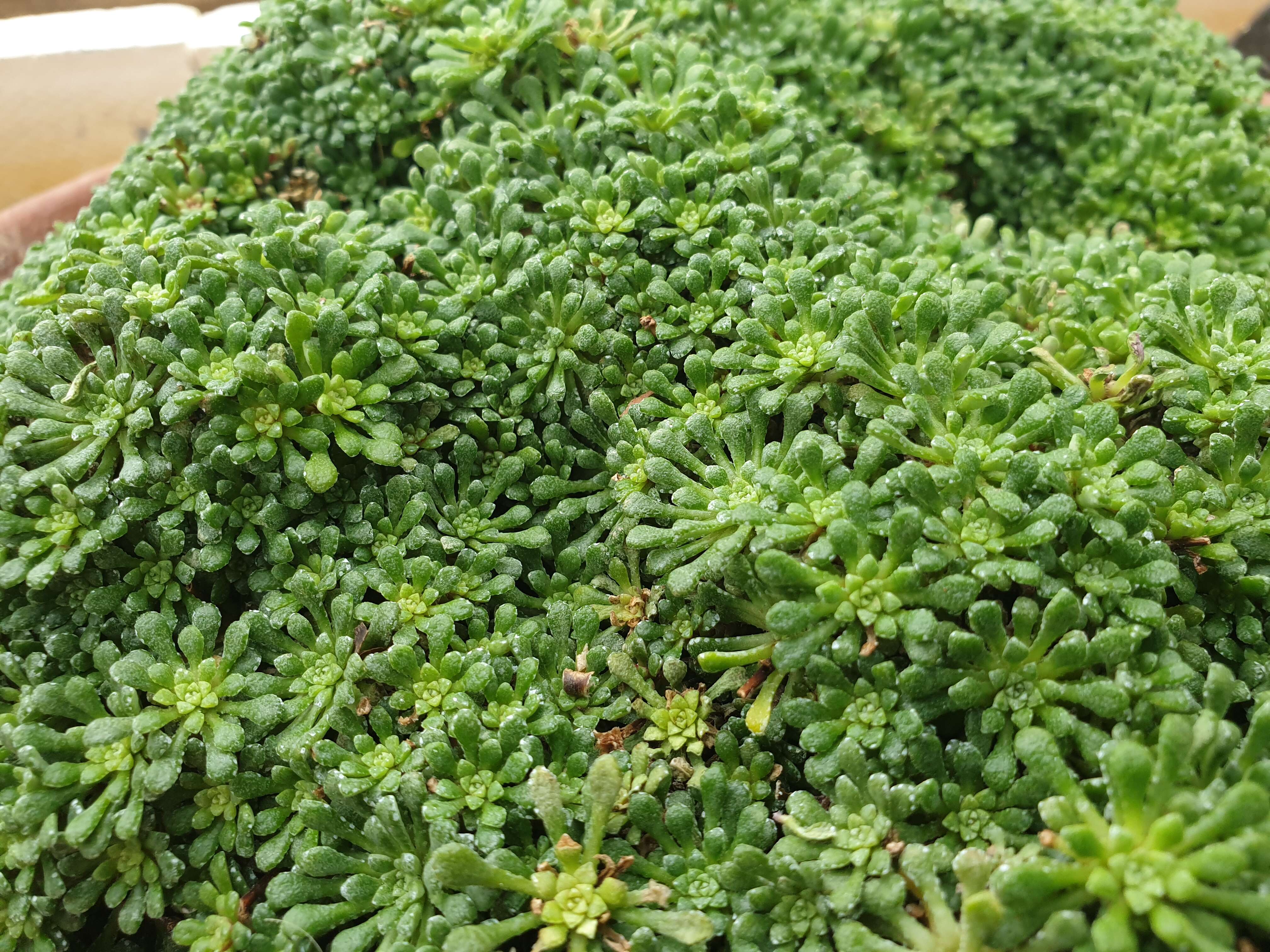 Image of Saxifraga cochlearis Rchb.