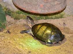 Image of West African mud turtle