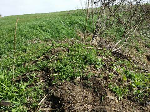 Image of Creeping Watercress