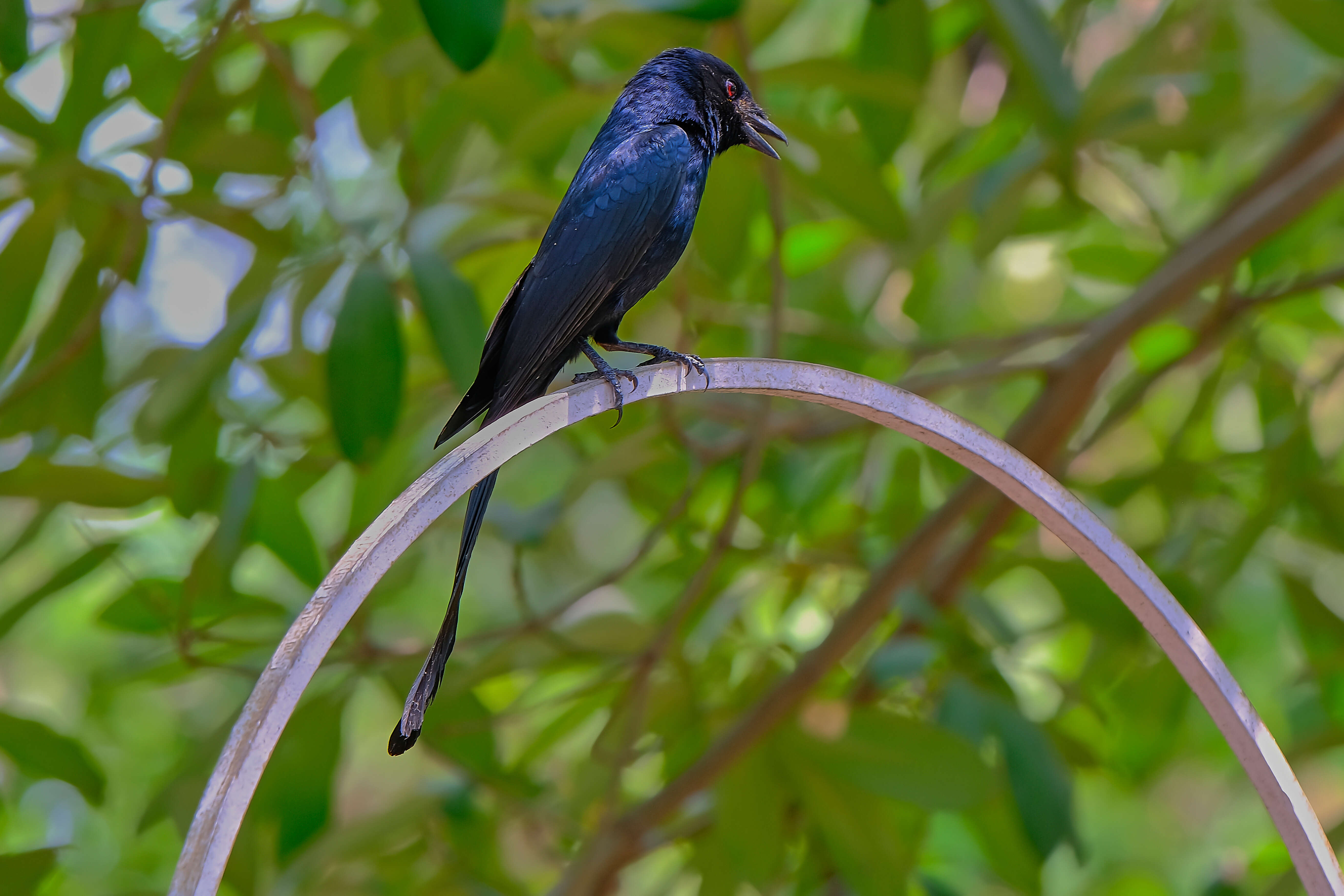 Image of Black Drongo