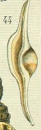 Image of Ovulinae J. Fleming 1828